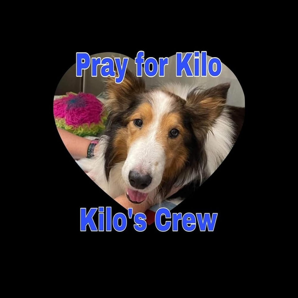 Meet your Posher, Sammy